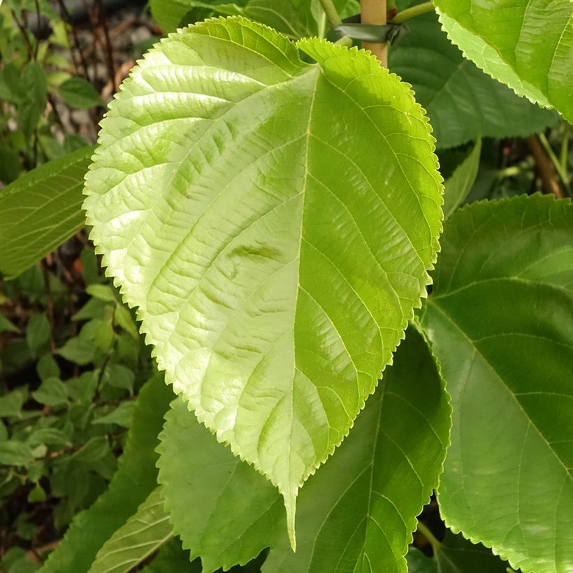 Morus alba Giant Fruit - Weißer Maulbeerbaum (Foliage)