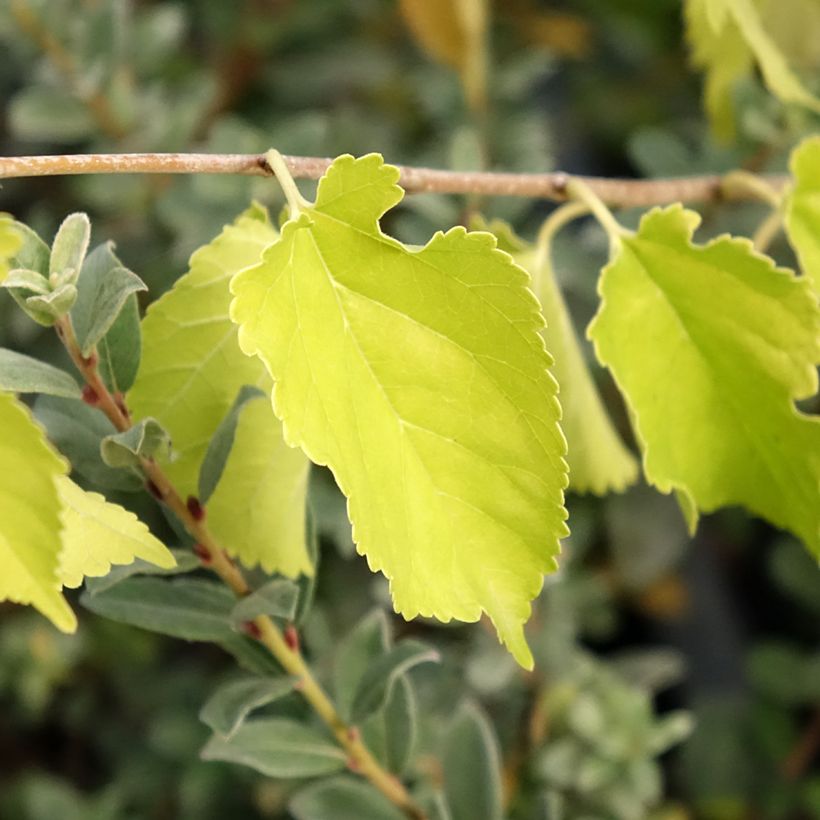 Weißer Maulbeerbaum Milanowek - Morus alba (Laub)