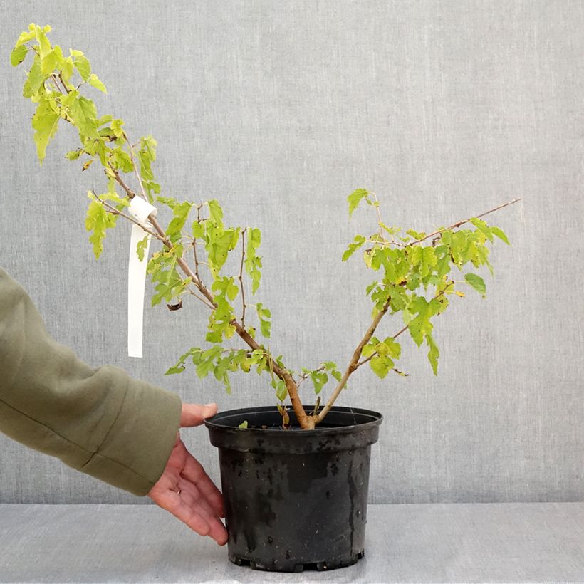 Exemplar von Weißer Maulbeerbaum Milanowek - Morus alba Topf mit 3L/4L wie im Sommer geliefert