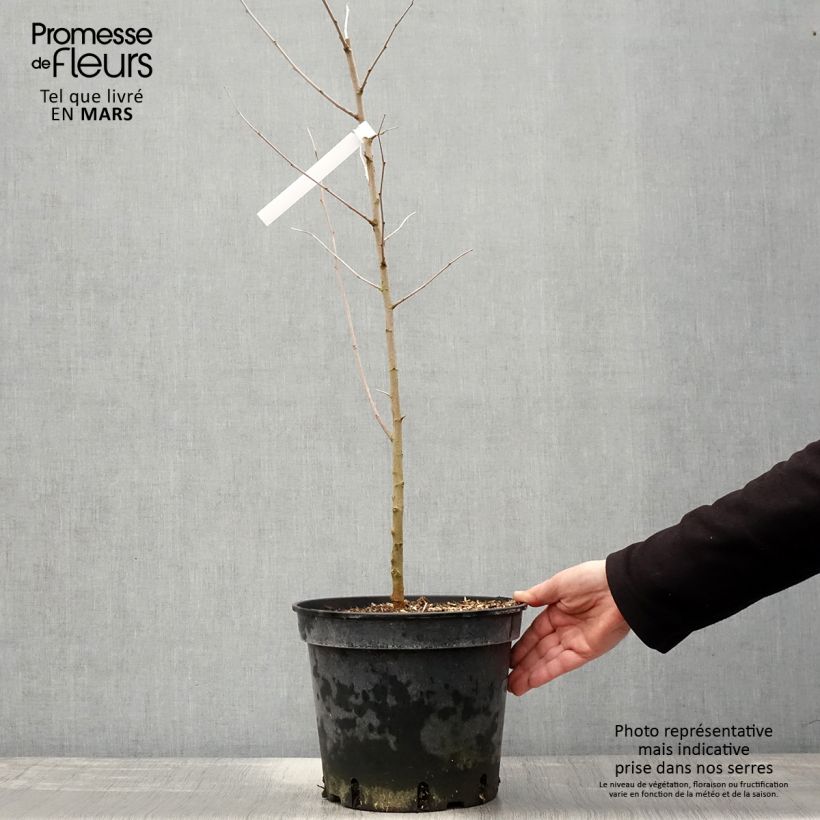 Exemplar von Morus alba - Weißer Maulbeerbaum Topf mit 7,5L/10L wie im Frühjahr geliefert