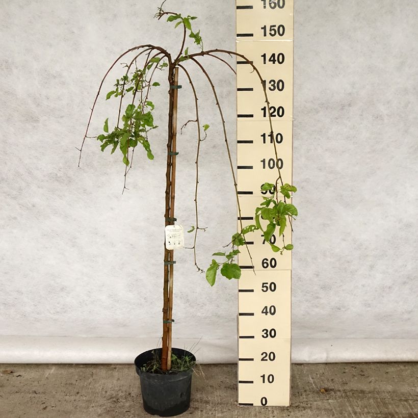Exemplar von Morus alba Pendula - Weißer Maulbeerbaum Topf mit 7,5L/10L, Stamm wie im Frühjahr geliefert