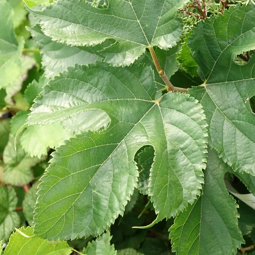 Weißer Maulbeerbaum Shin Tso - Morus alba (Laub)