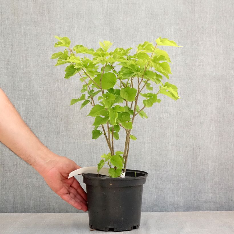 Exemplar von Weißer Maulbeerbaum Shin Tso - Morus alba Topf mit 3L/4L wie im Frühjahr geliefert