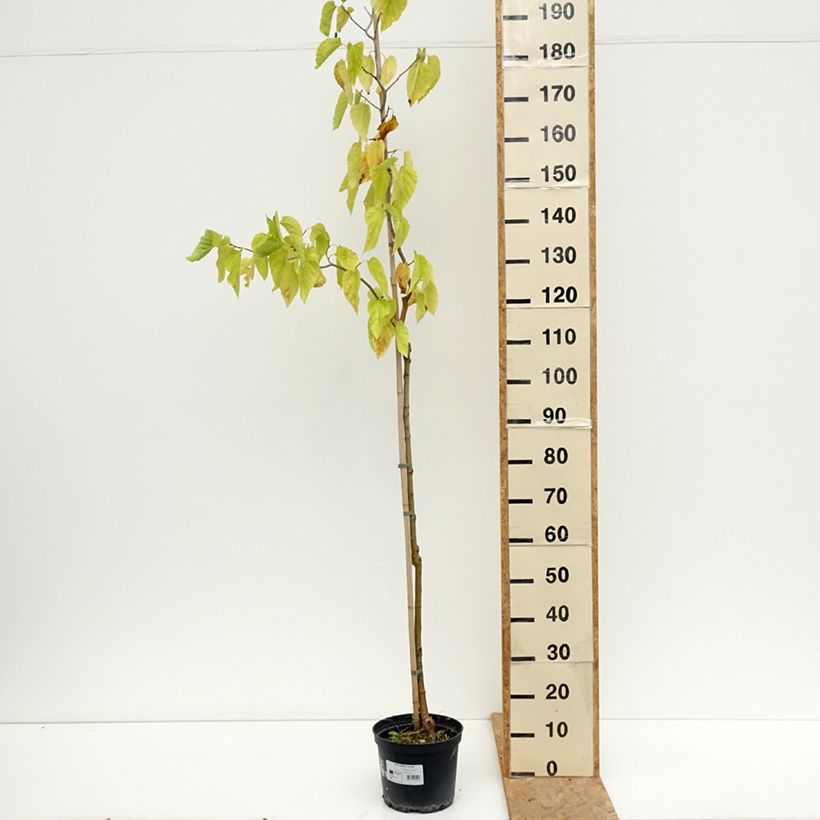 Exemplar von Morus latifolia Spirata - Maulbeerbaum Topf mit 7,5L/10L wie im Sommer geliefert
