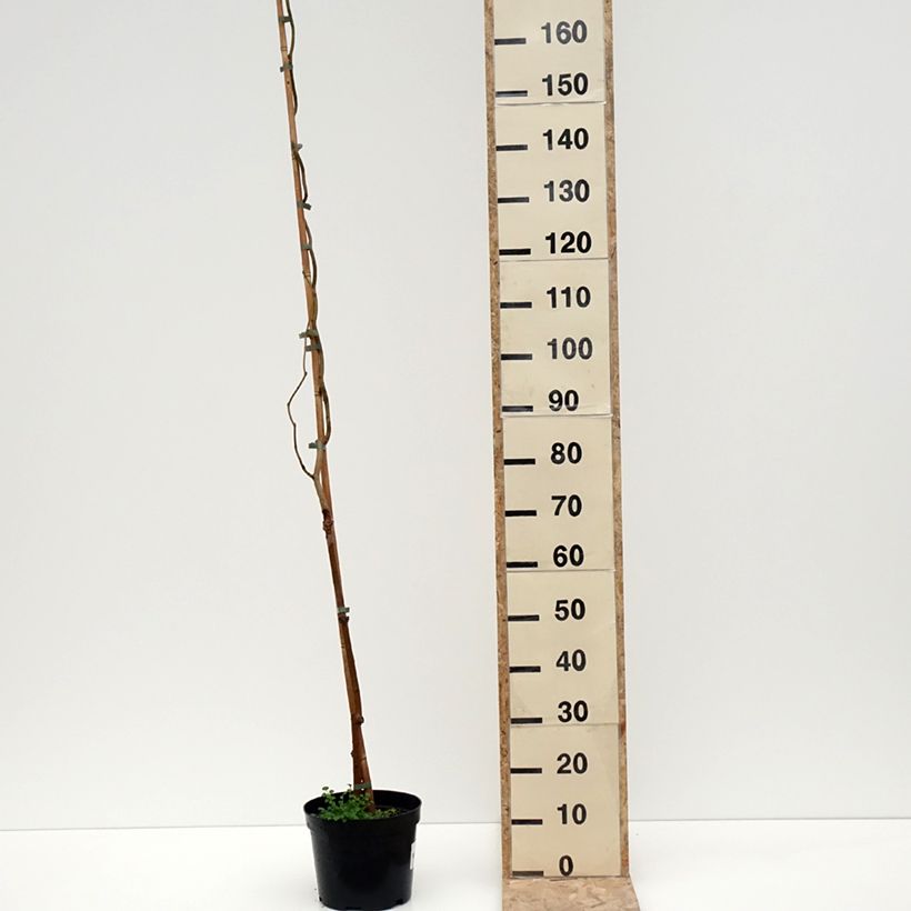 Exemplar von Morus latifolia Spirata - Maulbeerbaum Topf mit 7,5L/10L wie im Winter geliefert