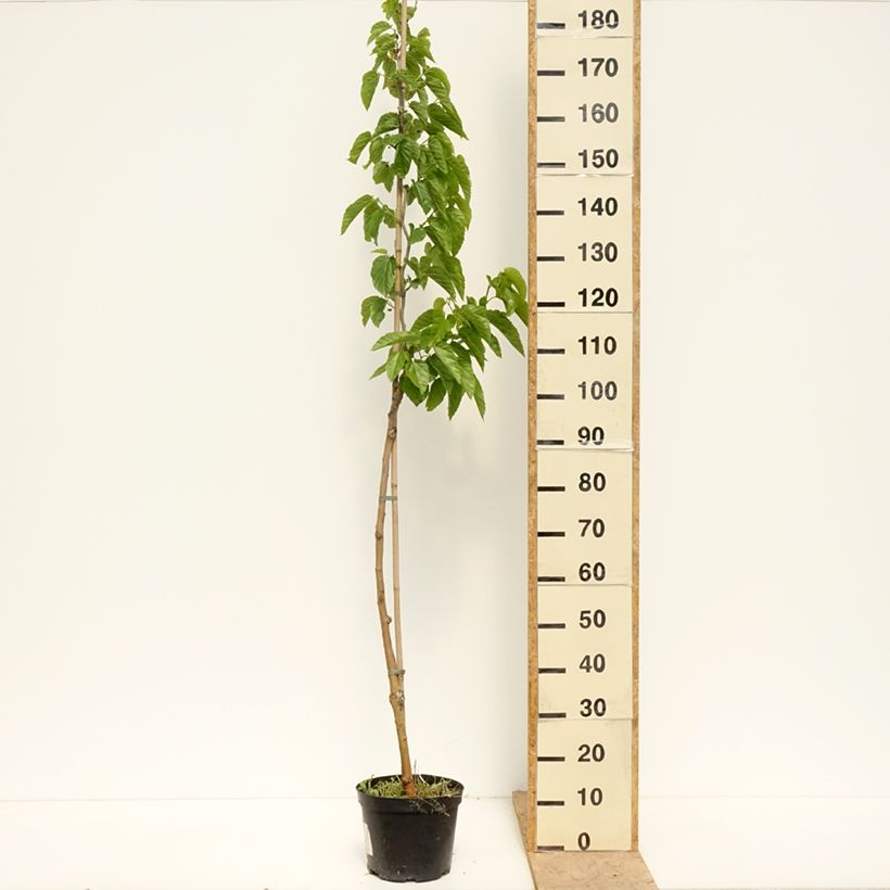 Example of Morus latifolia Spirata - Maulbeerbaum Topf mit 4L/5L as you get in printemps