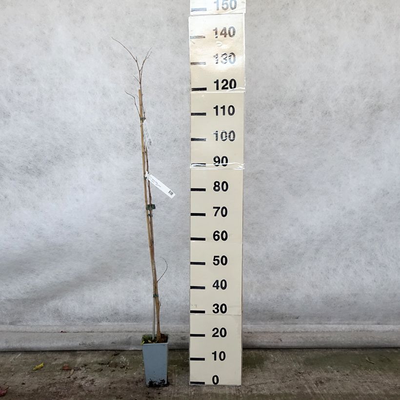 Exemplar von Morus nigra - Schwarzer Maulbeerbaum Topf mit 1,5L/2L wie im Herbst geliefert