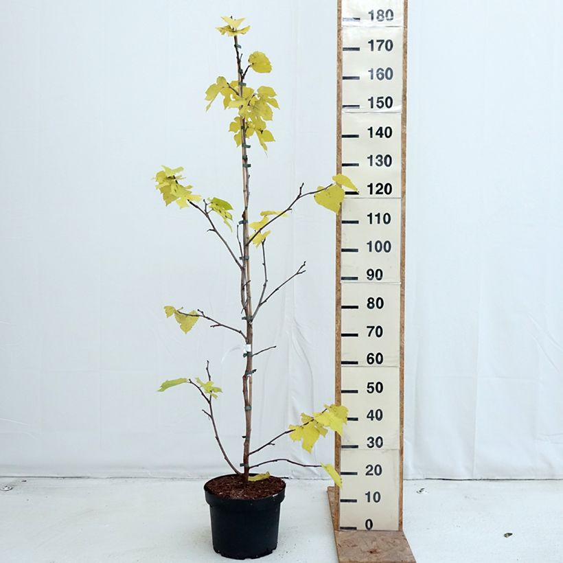 Exemplar von Morus nigra - Schwarzer Maulbeerbaum Topf mit 7,5L/10L wie im Herbst geliefert