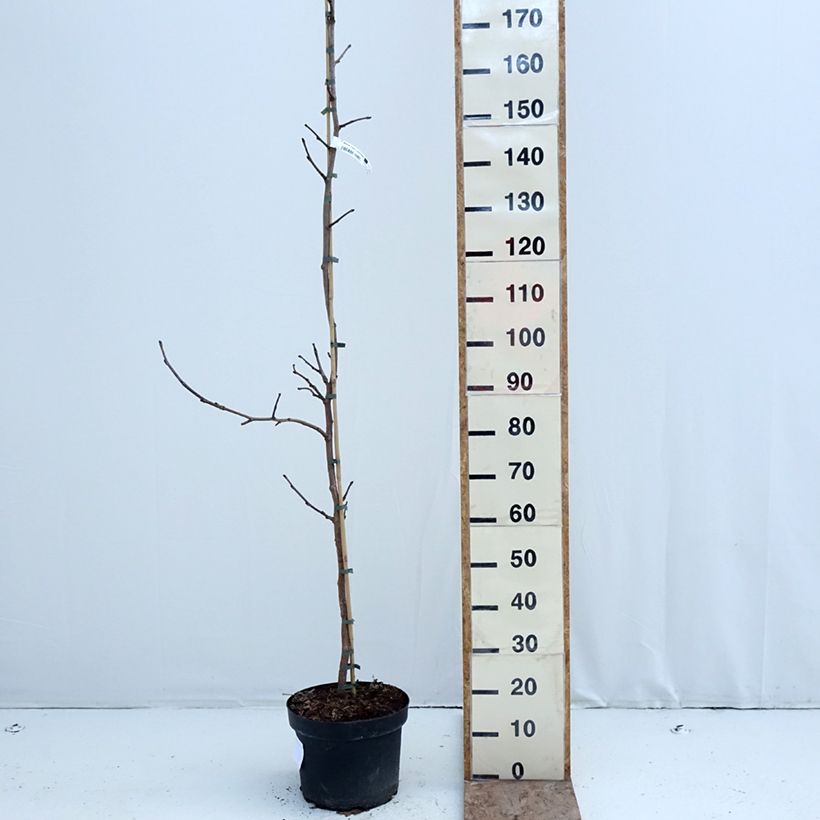 Example of Morus nigra - Schwarzer Maulbeerbaum Topf mit 7,5L/10L as you get in hiver
