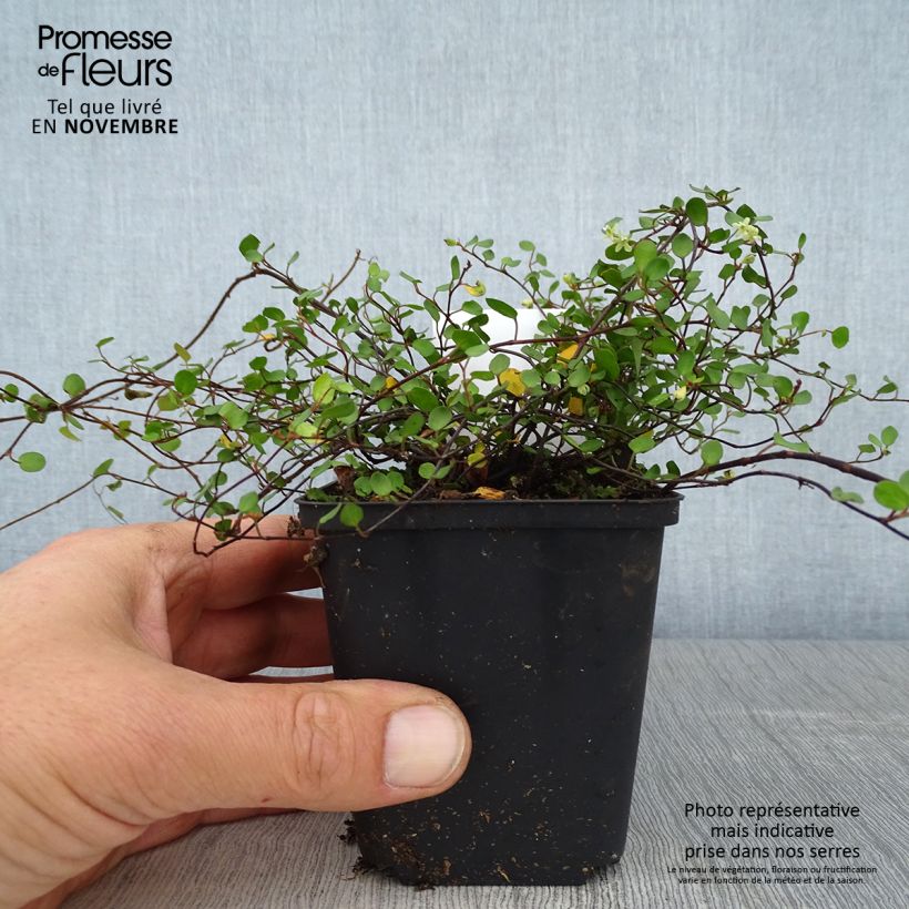 Exemplar von Muehlenbeckia axillaris - Teppich-Drahtstrauch Kleine Töpfe von 8/9 cm wie im Herbst geliefert