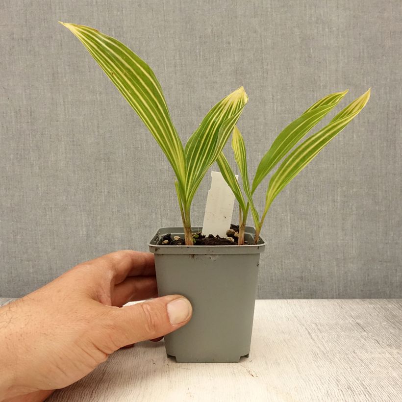 Exemplar von Convallaria majalis Albostriata - Maiglöckchen Kleine Töpfe von 8/9 cm wie im Frühjahr geliefert