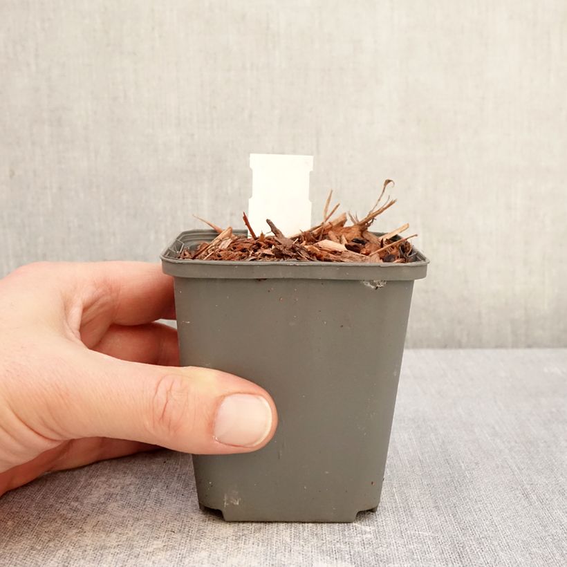 Example of Convallaria majalis Géant de Fortin - Maiglöckchen Kleine Töpfe von 8/9 cm as you get in hiver