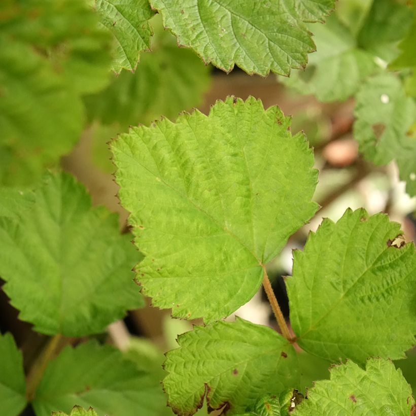 Brombeere Dorman Red Bio Bio - Rubus parvifolius x fruticosus Dorsett (Foliage)