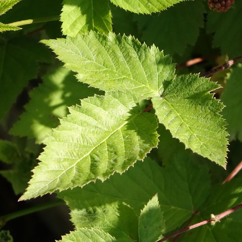 Brombeere Dirksen Bio (Foliage)