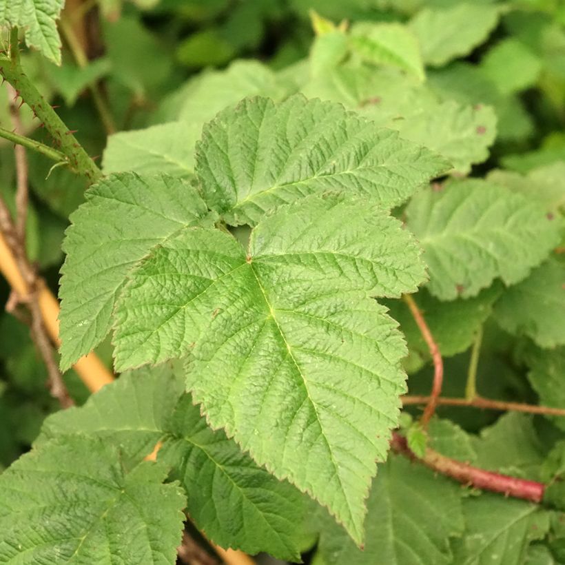 Brombeere Medana Tayberry (Foliage)