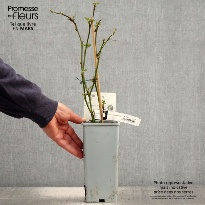 Example of Brombeere Black Cascade Topf mit 2L/3L, Strauch/Busch, mehrstämmig as you get in printemps