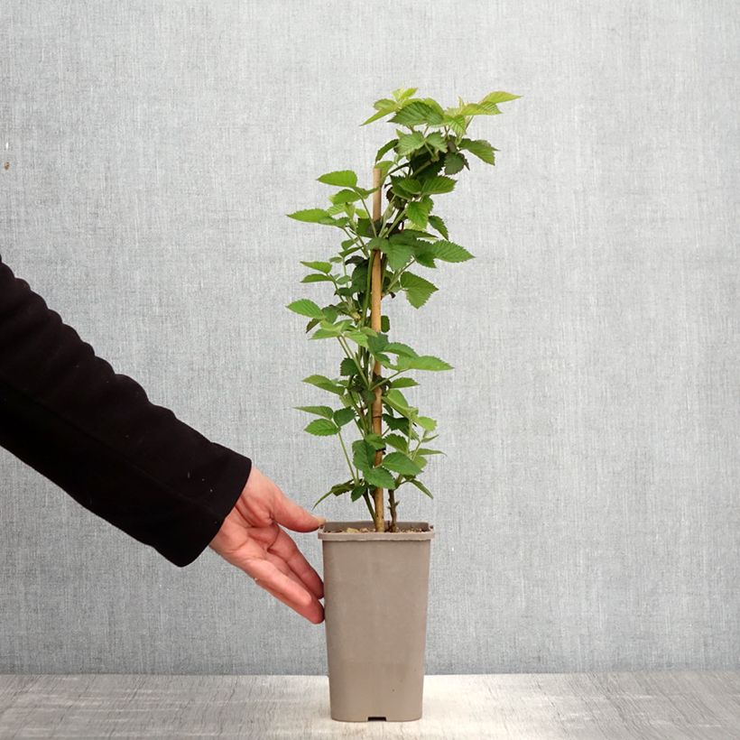 Exemplar von Brombeere Loch Maree Topf mit 1,5L/2L wie im Frühjahr geliefert