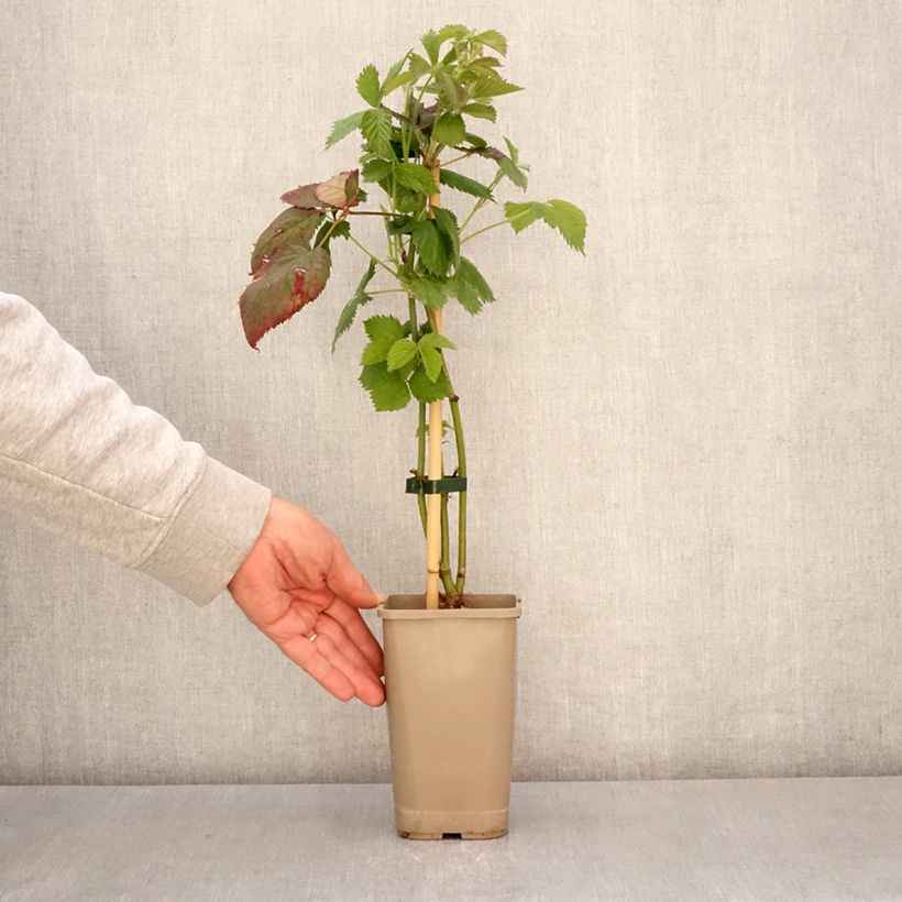 Example of Brombeere Navaho The Big Easy Topf mit 1,5L/2L, Strauch/Busch, mehrstämmig as you get in printemps