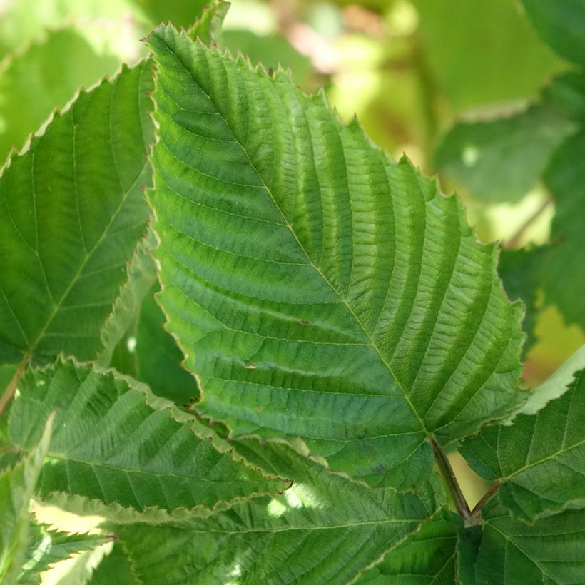 Brombeere Navaho The Big Easy (Foliage)