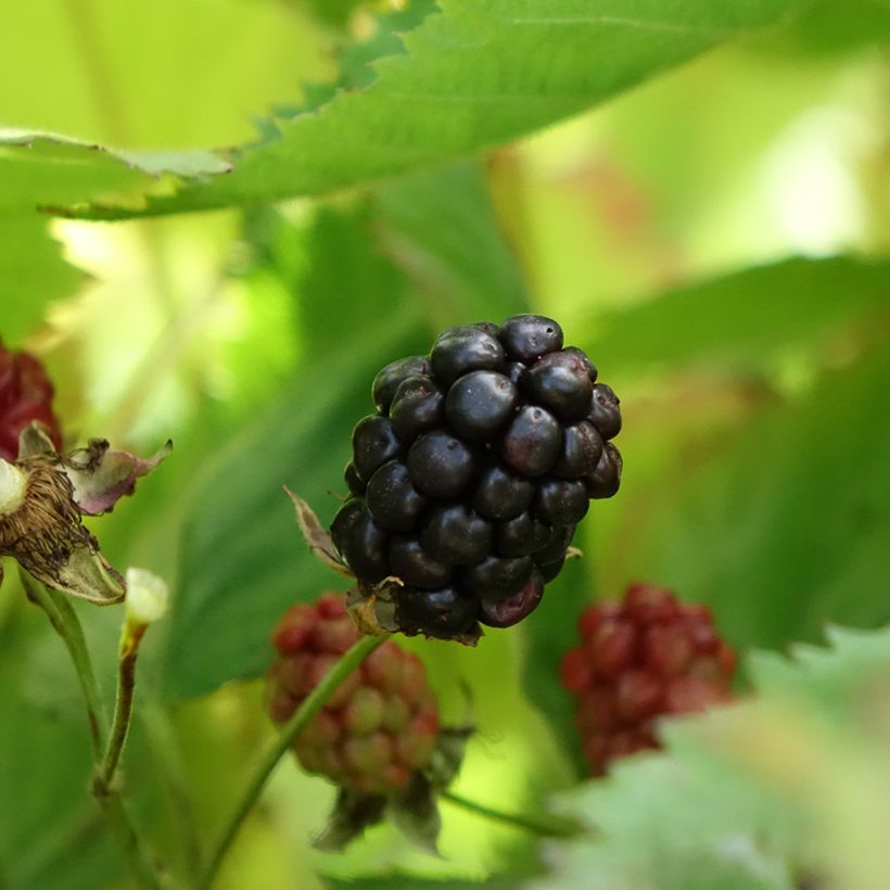 Brombeere Navaho The Big Easy (Harvest)