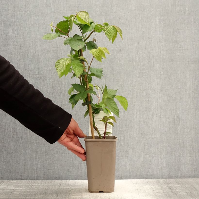 Exemplar von Brombeere Dirksen Topf mit 1,5L/2L wie im Frühjahr geliefert