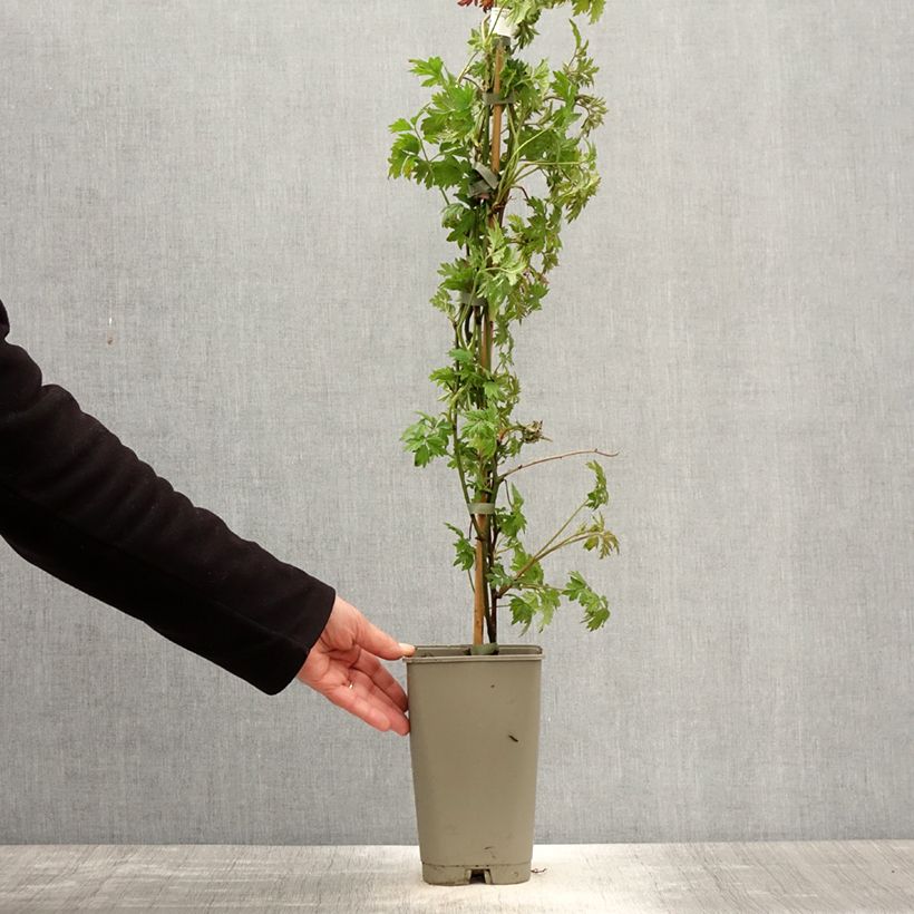 Exemplar von Brombeere Géante des jardins Topf mit 2L/3L wie im Frühjahr geliefert