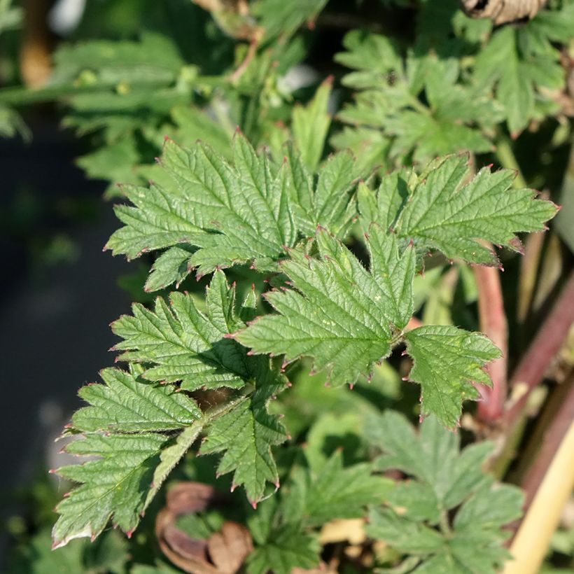 Brombeere Géante des jardins (Laub)