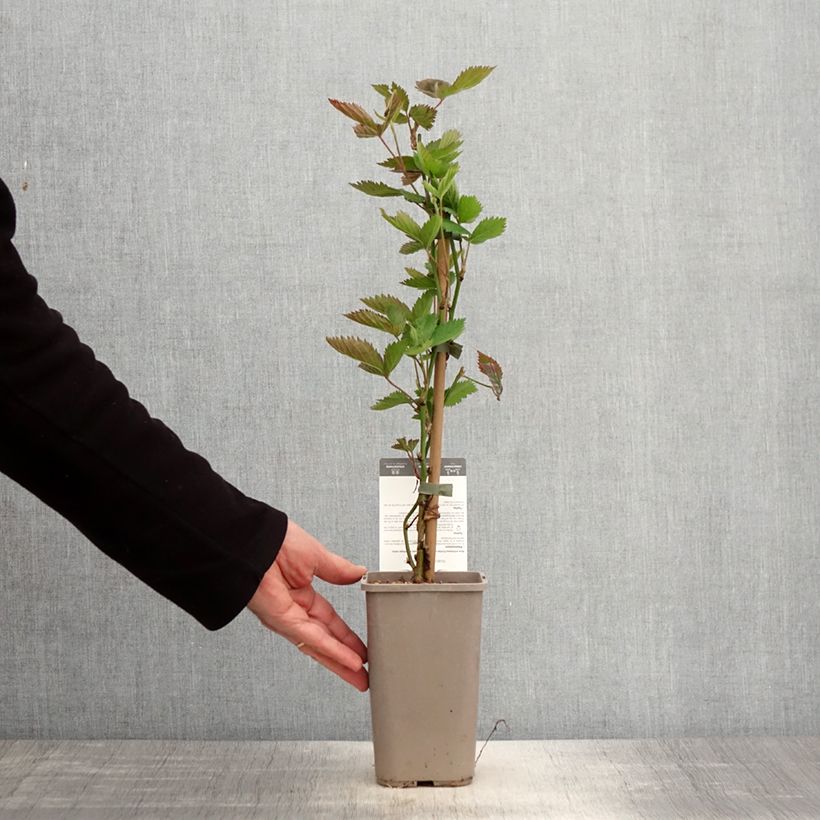 Exemplar von Brombeere Navaho Big and Early Topf mit 1,5L/2L, Strauch/Busch, mehrstämmig wie im Frühjahr geliefert