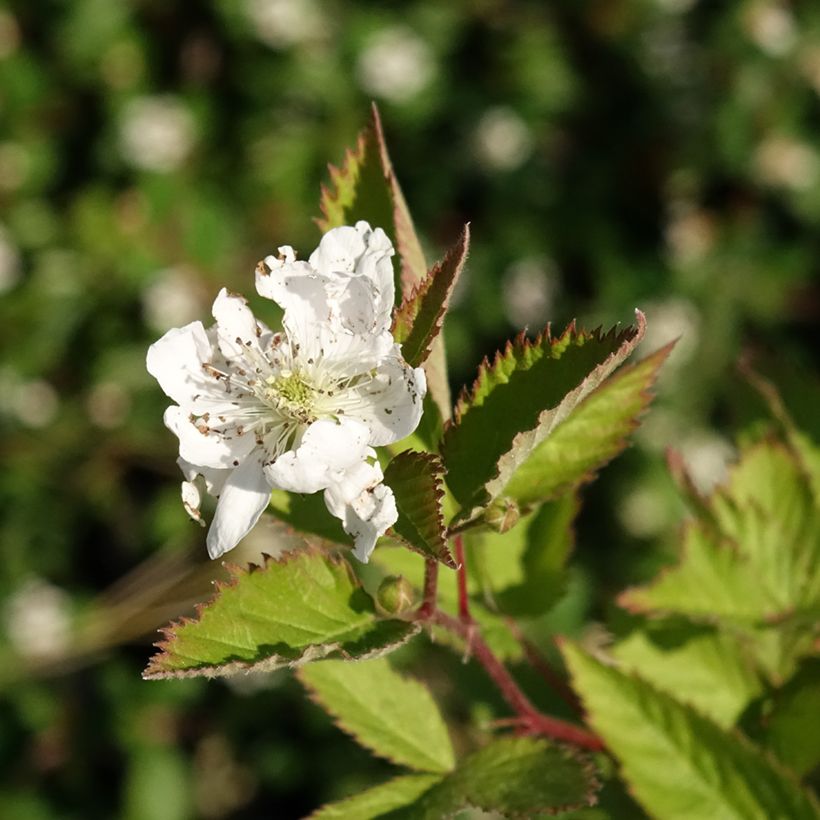 Brombeere Navaho (Blüte)