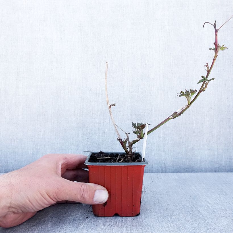 Example of Brombeere Thornless Kleine Töpfe von 8/9 cm as you get in printemps