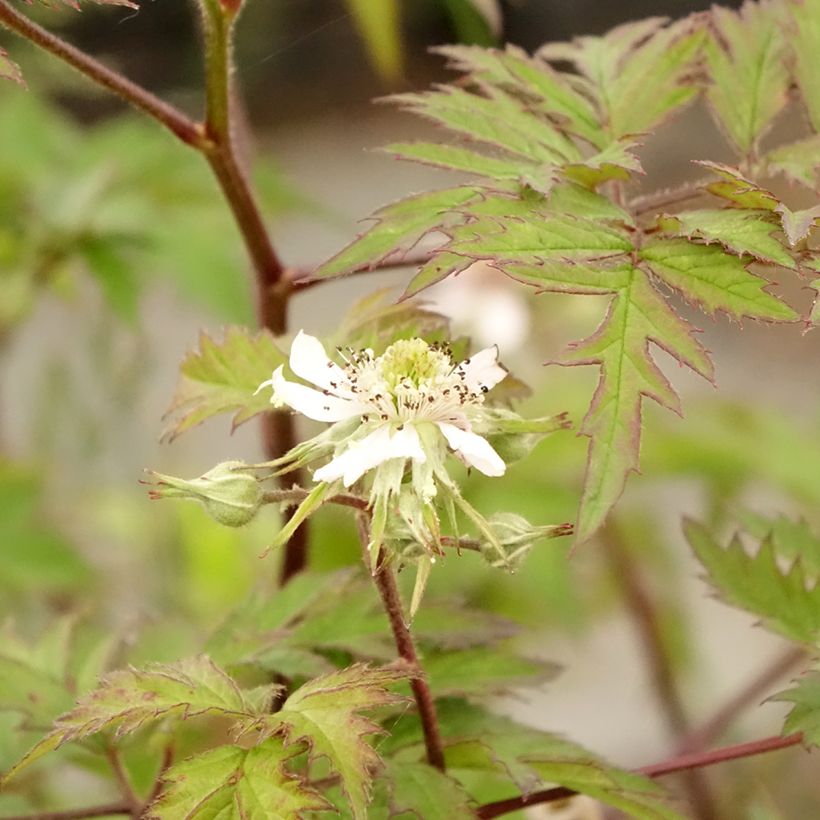 Brombeere Thornless (Foliage)