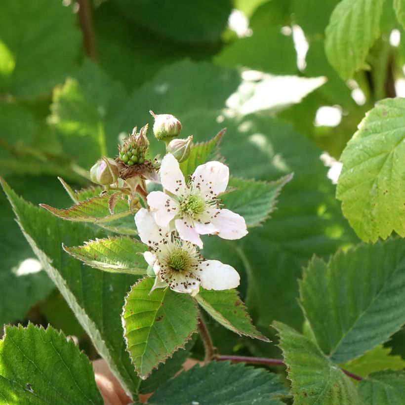 Brombeere Triple crown Bio (Blüte)