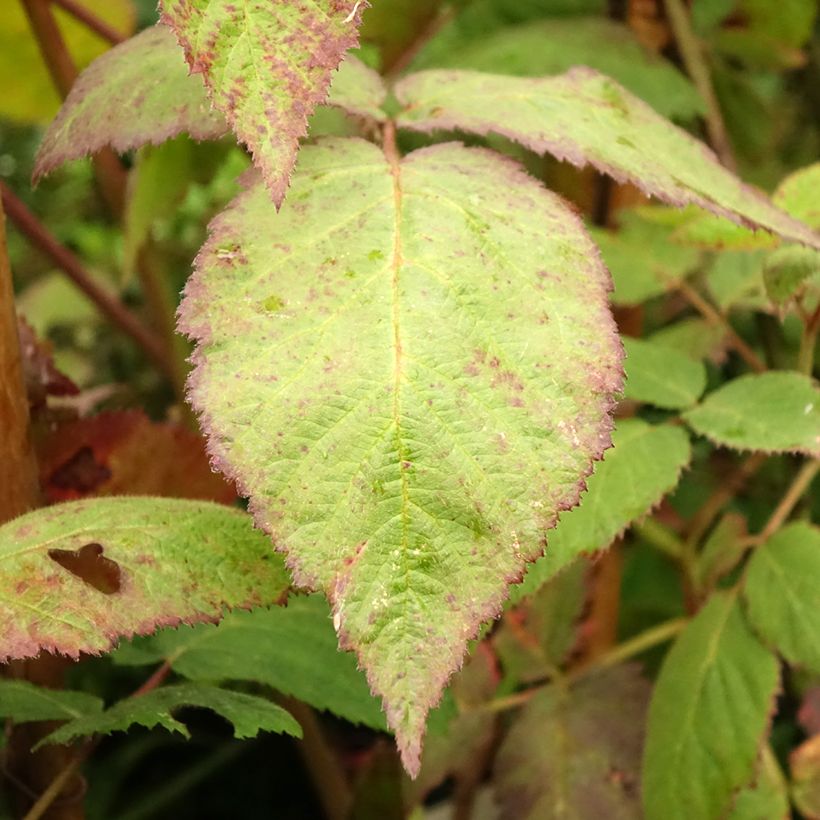 Brombeere Thornfree (Foliage)