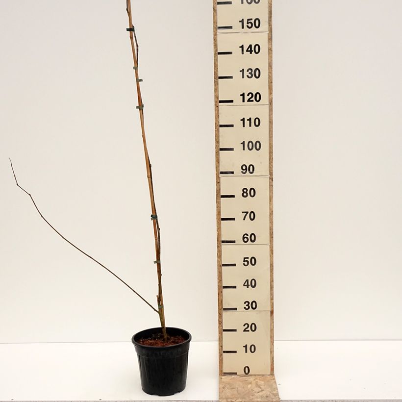 Exemplar von Mûrier blanc King's White - Morus alba var. laevigata Pot de 4L/5L wie im Winter geliefert