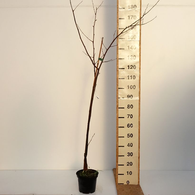Exemplar von Maulbeere Wellington - Morus Topf mit 3L/4L, Halbstamm wie im Herbst geliefert