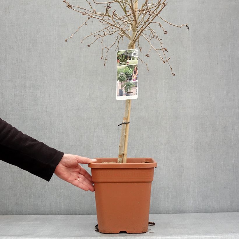 Example of Zwerg-Maulbeere Bonbonberry ‘Mojo Berry’ - Morus rotundiloba Topf mit 7,5L/10L, 1/4 Stängel as you get in hiver