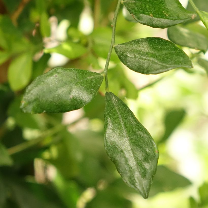 Murraya paniculata - Orangenraute (Foliage)