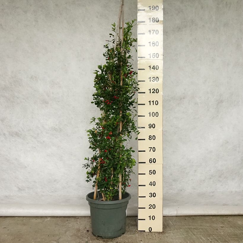 Example of Murraya paniculata - Orangenraute Topf mit 12L/15L as you get in printemps