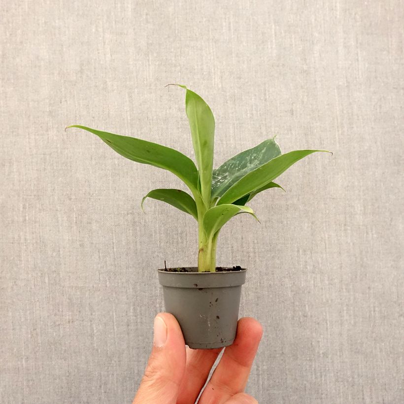 Example of Musa acuminata - Zwerg-Essbanane Mini-Pflanze as you get in printemps
