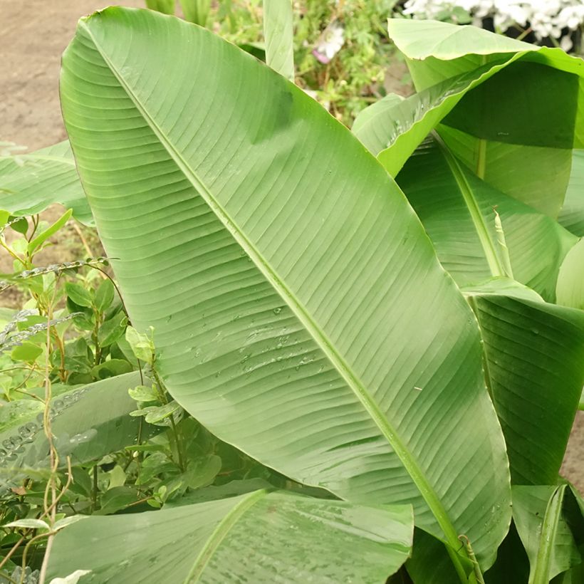Bananenpflanze Dajiao - Musa (Foliage)