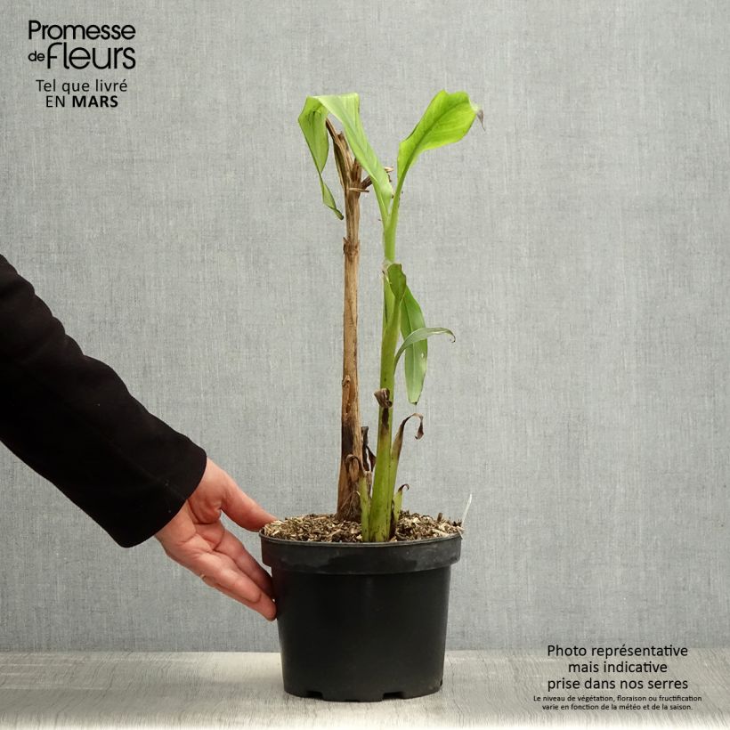 Example of Musa basjoo Sakhalin - Japanische Faserbanane Topf mit 3L/4L as you get in printemps