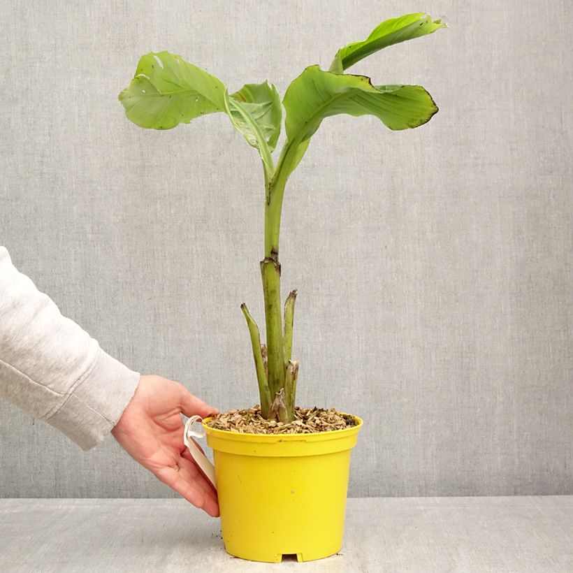 Exemplar von Musa basjoo Tchetchenia - Japanische Faserbanane Topf mit 2L/3L wie im Frühjahr geliefert
