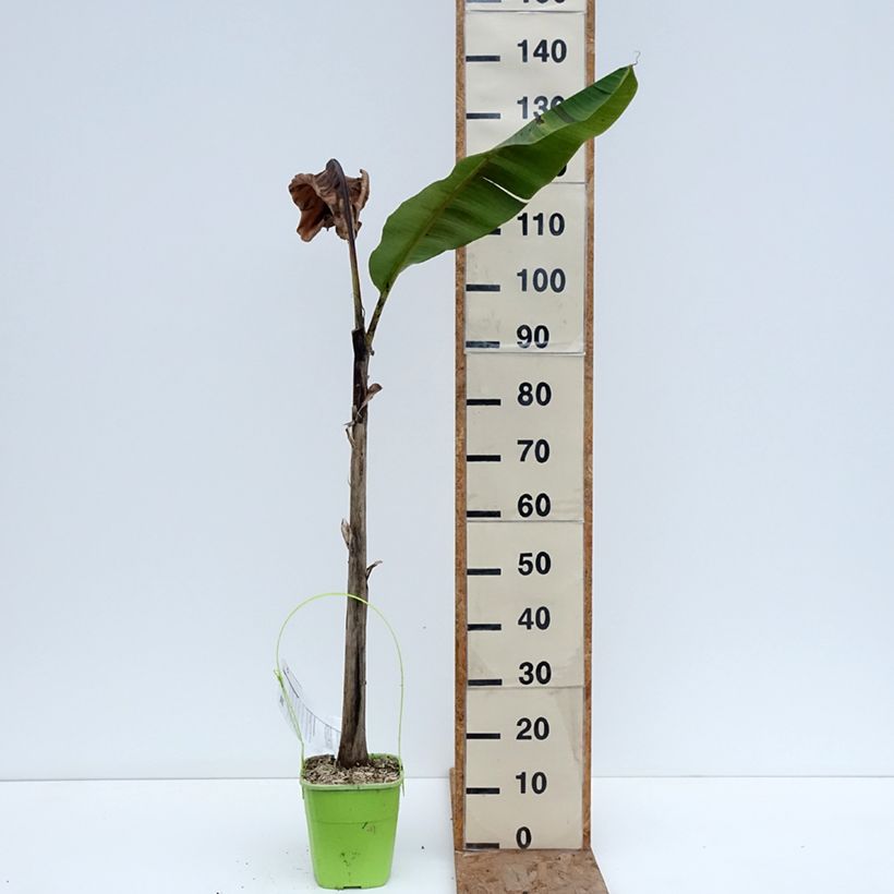 Exemplar von Bananenpflanze Ever Red - Musa sikkimensis Topf mit 4L/5L wie im Winter geliefert