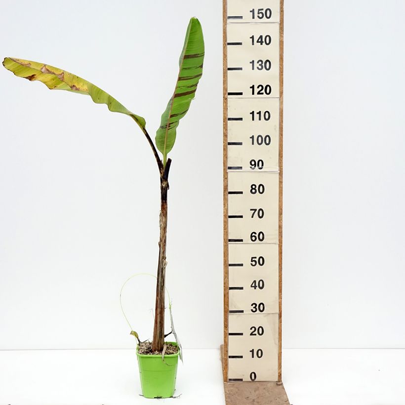 Exemplar von Bananenpflanze Ever Red - Musa sikkimensis Topf mit 4L/5L wie im Frühjahr geliefert