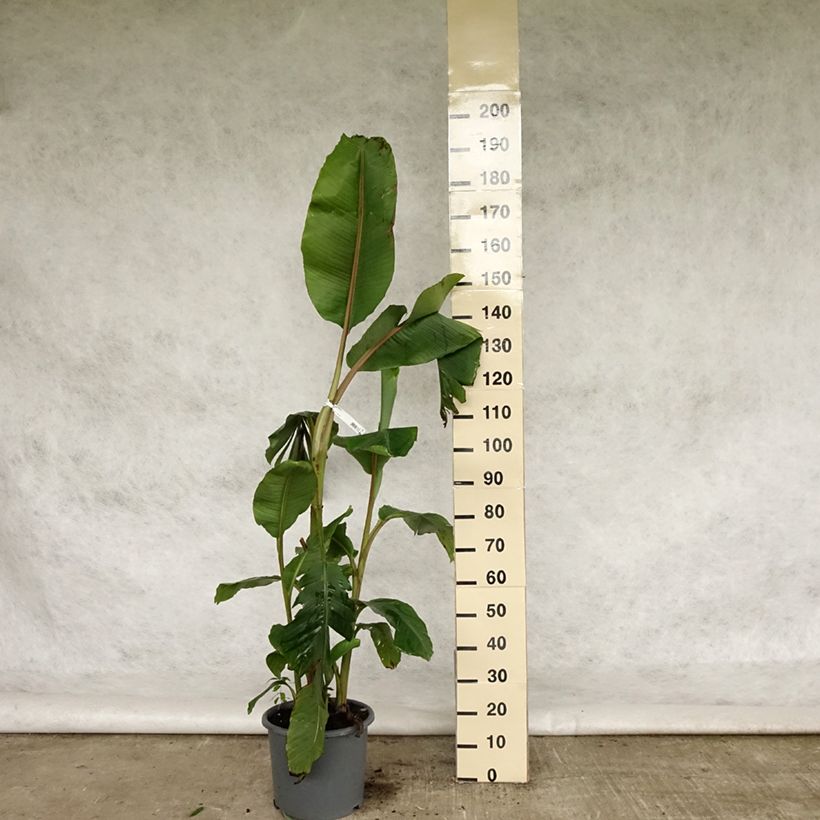 Example of Musa velutina - Rosa Zwergbanane Topf mit 12L/15L as you get in printemps