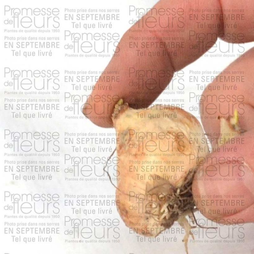 Beispiel eines Exemplars von Muscari armeniacum Bulbe calibre 9+ wie geliefert