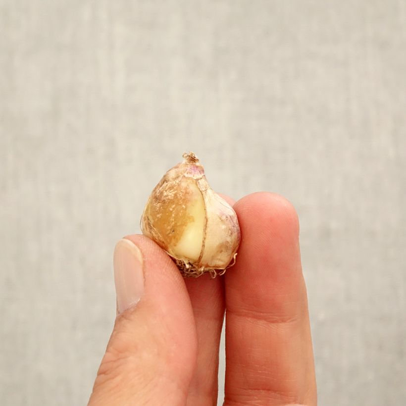 Exemplar von Muscari armeniacum Aqua Magic Zwiebel Kaliber/Größe 7+ wie im Herbst geliefert