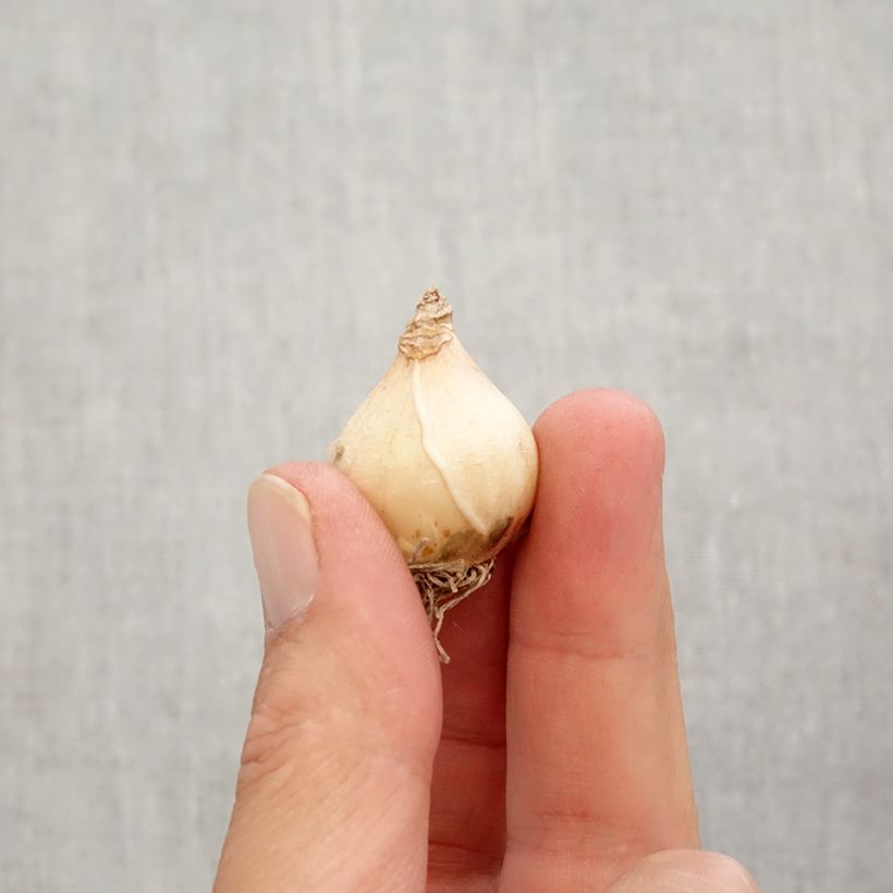 Exemplar von Muscari armeniacum Big Smile Zwiebel Kaliber/Größe 8+ wie im Herbst geliefert