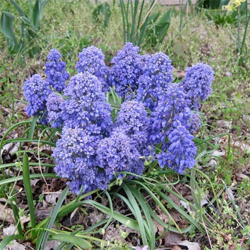 Muscari armeniacum Blue Spike (Wuchs)