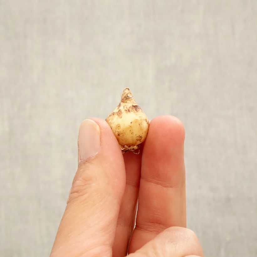 Example of Muscari armeniacum Zwiebel Kaliber/Größe 6+ as you get in automne